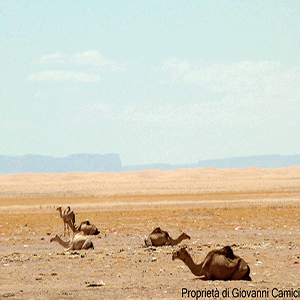 Yemen: deserto del Ramlat Assab'Atayn